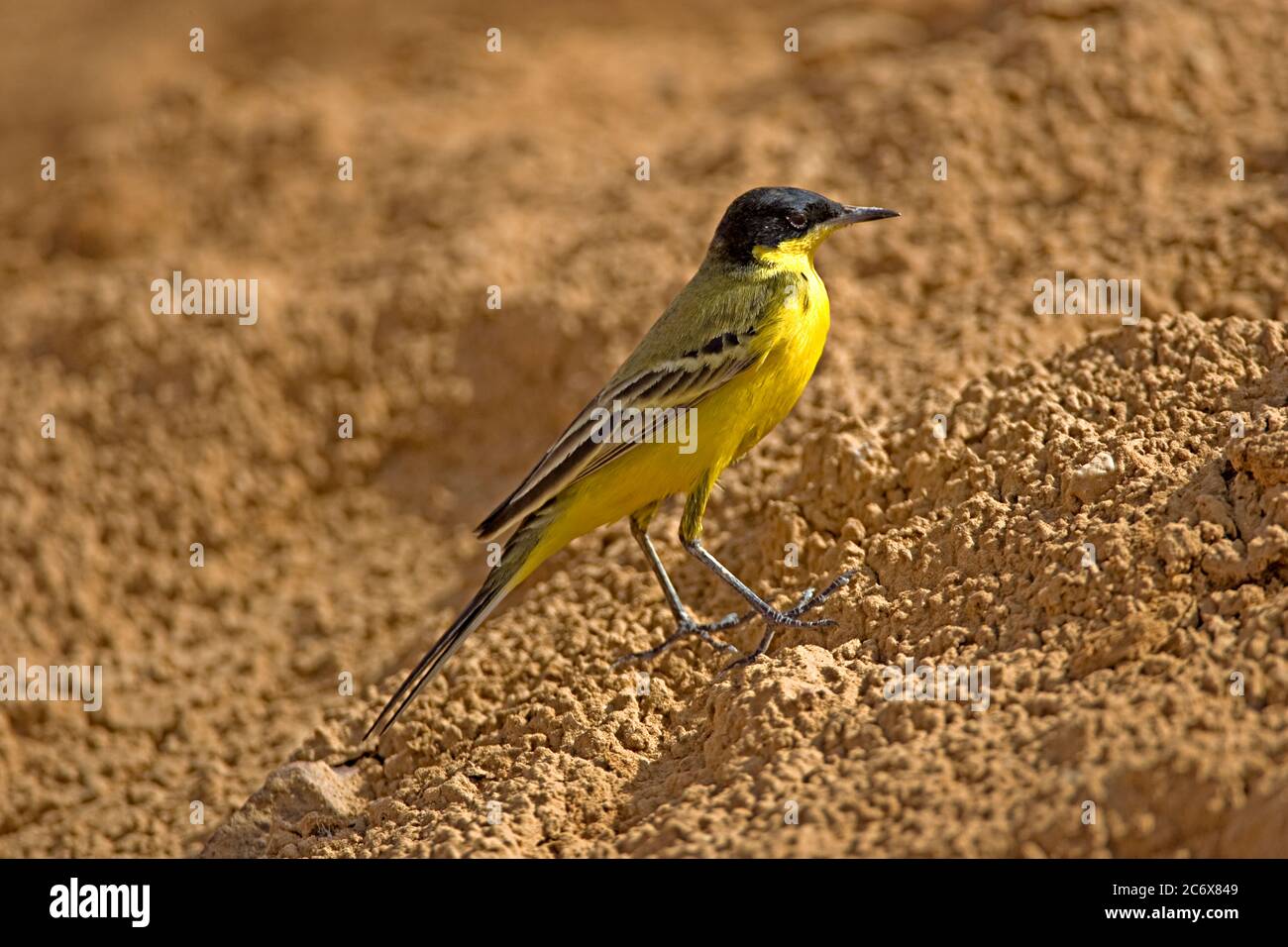 Schwarzkopfstelze Motacilla flava feldegg Stockfoto