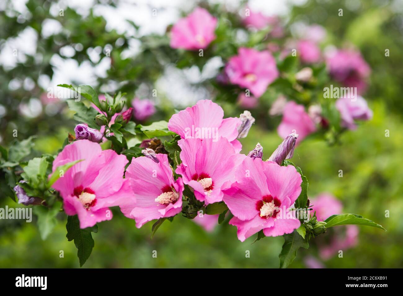 Blühender Rosa Hibiskusbaum. Leuchtend rosa Hibiskusblüte (Hibiscus rosa sinensis) Stockfoto