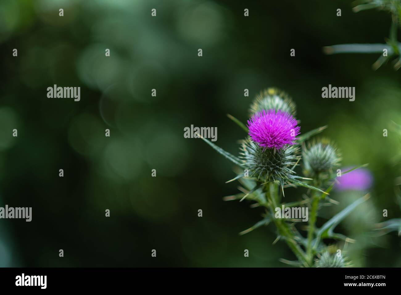 Lila Distelblüte und Blätter mit Dornen und grün verschwommener Hintergrund mit einem schönen Bokeh. Nahaufnahme des Bildes mit großem Kopierbereich. Stockfoto