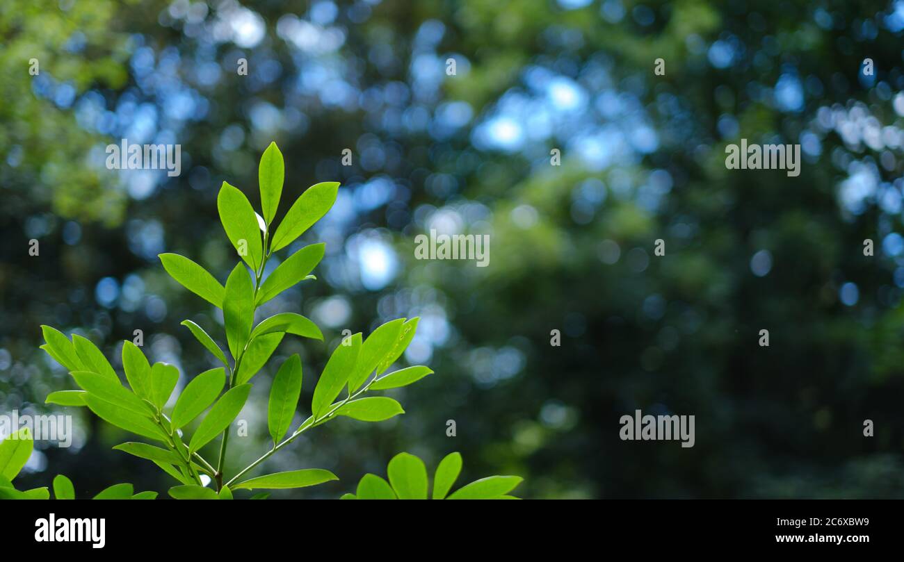 Grüne Blätter auf dem unscharfen Hintergrund mit schönem runden Bokeh und großem Kopierraum. Natürlicher Hintergrund. Stockfoto
