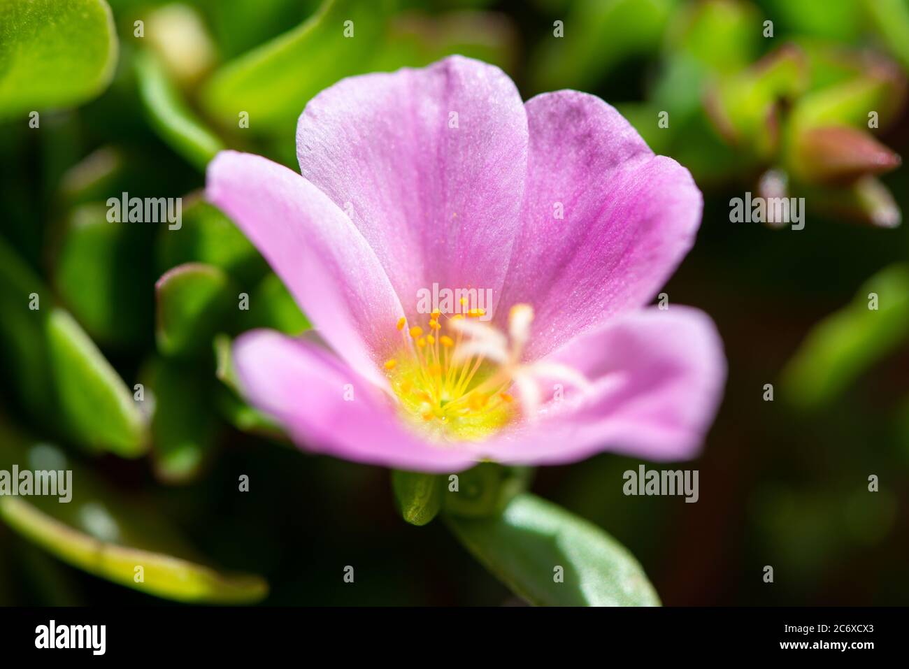 Blühende Portulacae Stockfoto