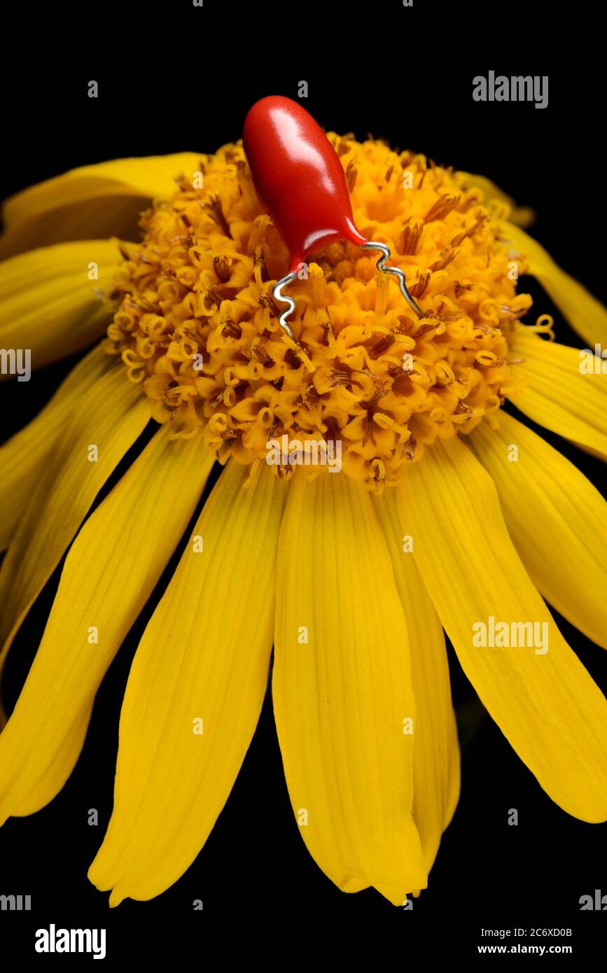 Roter Insektenroboter auf gelber marguerite-Blume Stockfoto