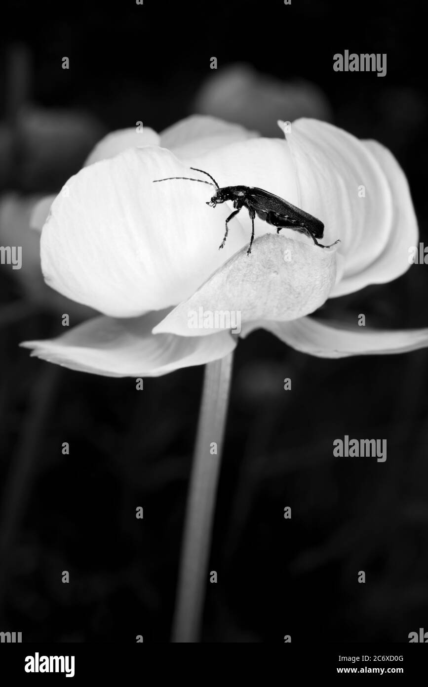 Schwarzes Insekt versucht, auf weißen Blume ausgeglichen zu bleiben, die vom Wind bewegt wird Stockfoto