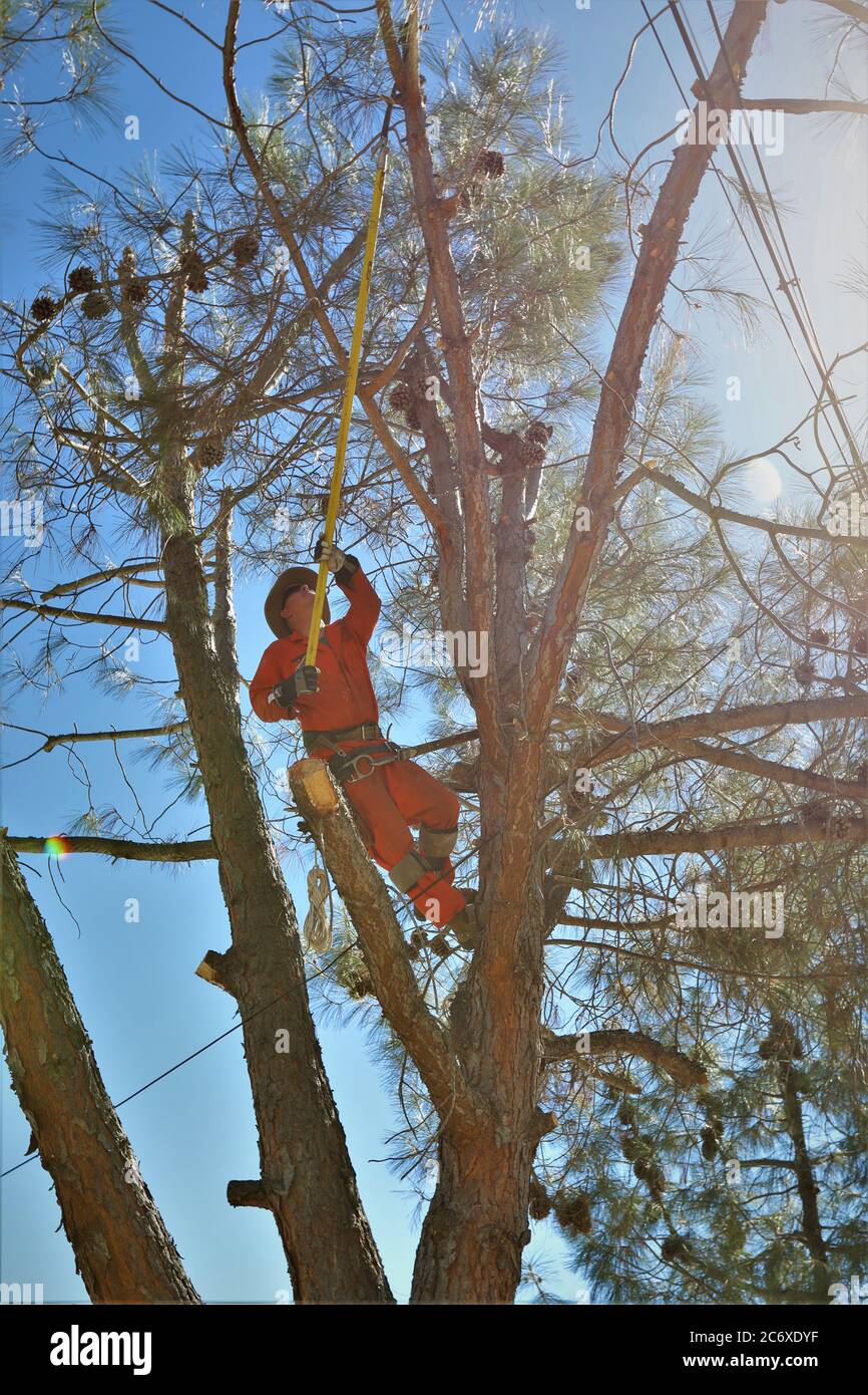 Mann in einem Baum in seinem Hof schneidet Gliedmaßen mit einer Handsäge mit Stromleitungen und Drähten in der Nähe Stockfoto