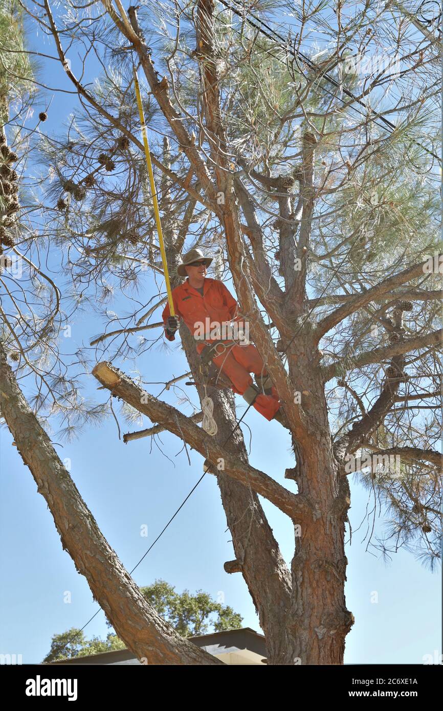 Mann in einem Baum in seinem Hof schneidet Gliedmaßen mit einer Handsäge mit Stromleitungen und Drähten in der Nähe Stockfoto