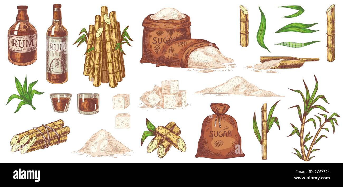 Handgezeichnetes Zuckerrohr und Rum. Stiele und Blätter Pflanzen Zuckerrohr, Zuckersack und Würfel, Glas und Flasche Rum vintage Skizze Vektor-Set Stock Vektor