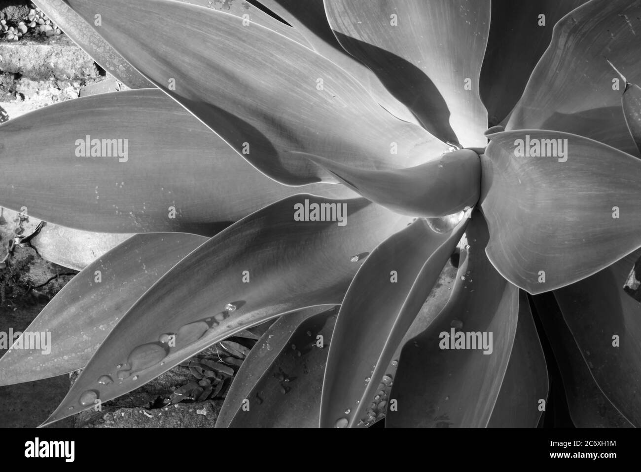 Eine Schwarz-Weiß-Agave-Fotografie Stockfoto