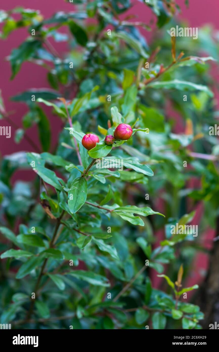 Ein Granatapfel bereit, Blumen zu geben Stockfoto