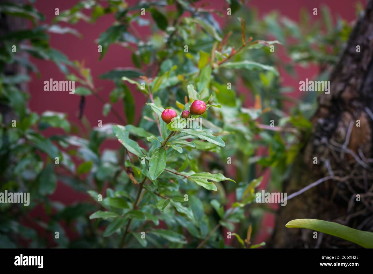 Ein Granatapfel ist ein Baum mit starken Wurzeln Stockfoto