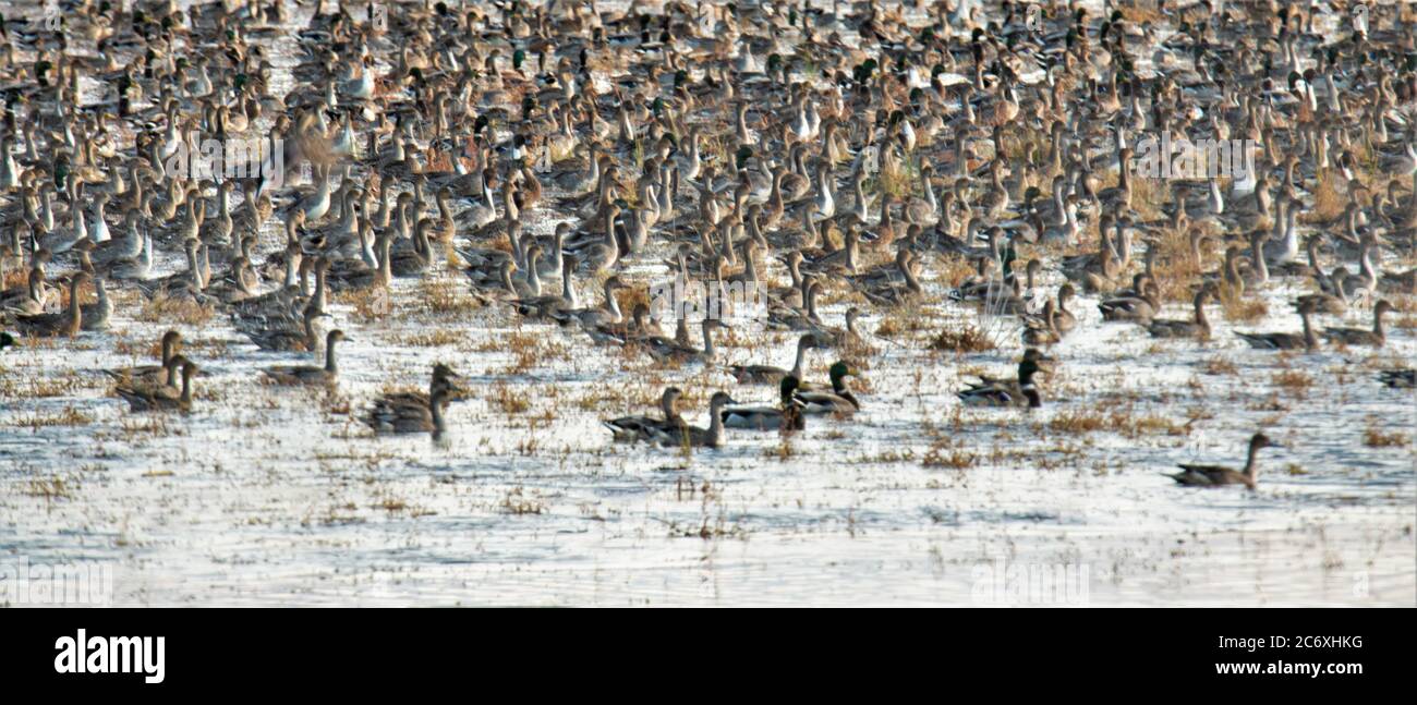 Der südlichste Teil der Klamath Lake march Area im Süden von Oregon, in der Millionen von wilden und Zugvögeln leben Stockfoto