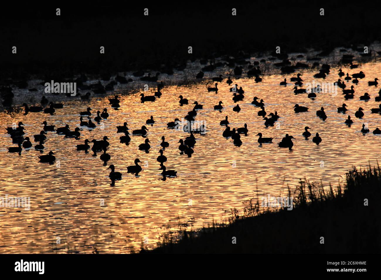 Der südlichste Teil der Klamath Lake march Area im Süden von Oregon, in der Millionen von wilden und Zugvögeln leben Stockfoto