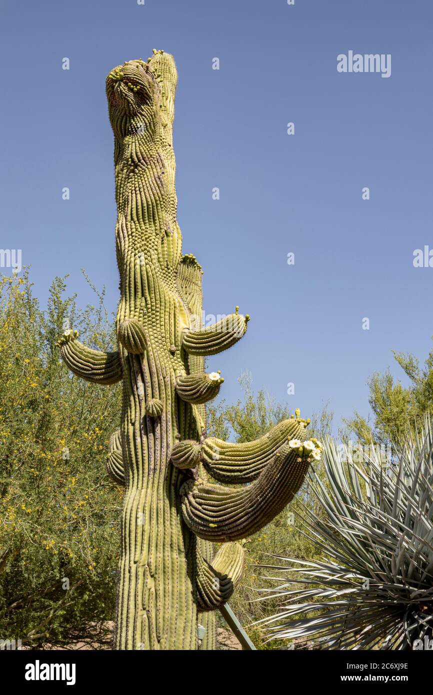 Kaktusgärten Stockfoto
