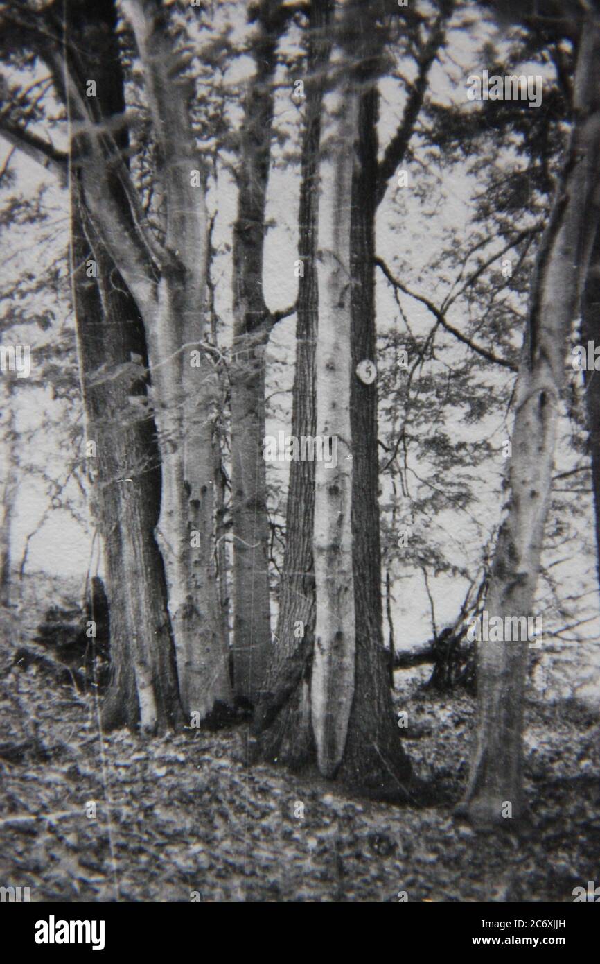 Feine 70er Jahre Vintage schwarz-weiß Lifestyle-Fotografie von einem Spaziergang in der Natur im Freien und in der freien Natur. Stockfoto