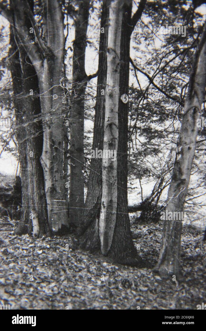 Feine 70er Jahre Vintage schwarz-weiß Lifestyle-Fotografie von einem Spaziergang in der Natur im Freien und in der freien Natur. Stockfoto