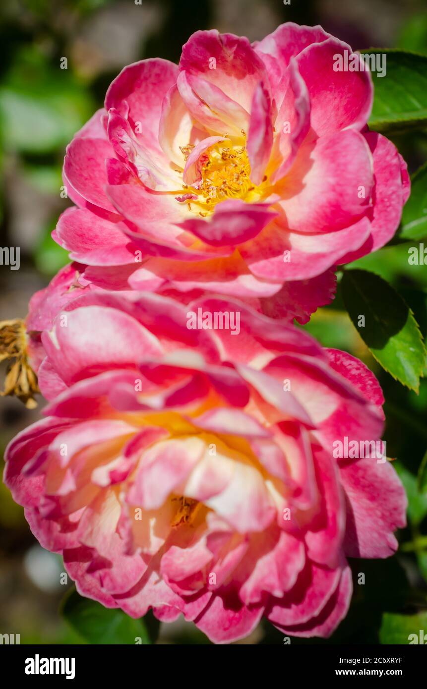 Im Rosengarten am Fairhope Municipal Pier, 11. Juli 2020, in Fairhope, Alabama, wachsen leuchtend rosa Eisbergrosen. Stockfoto