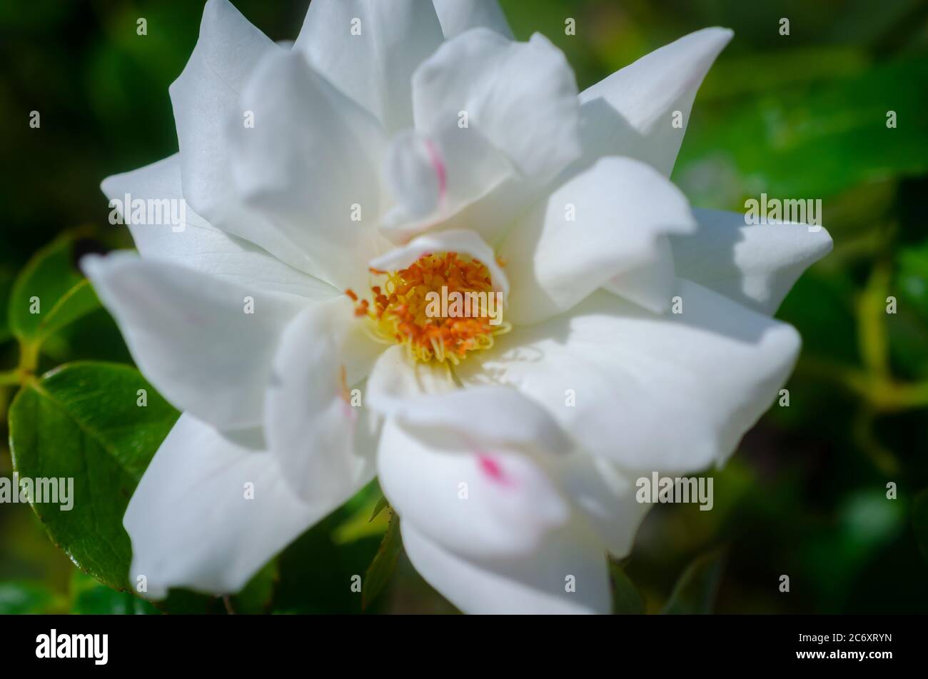 Eine leuchtend rosa Eisbergrose wächst im Rosengarten am Fairhope Municipal Pier, 11. Juli 2020, in Fairhope, Alabama. Stockfoto
