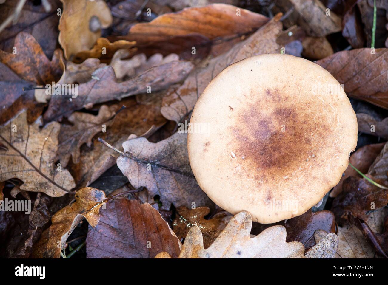 Pilze wachsen unter getrockneten Eichenblättern im Wald. Stockfoto