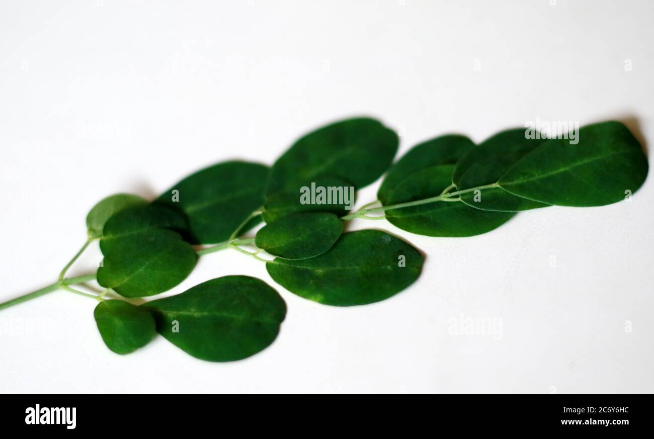 Kelor Blatt oder Moringa oleifera mit weißem Hintergrund. Stockfoto