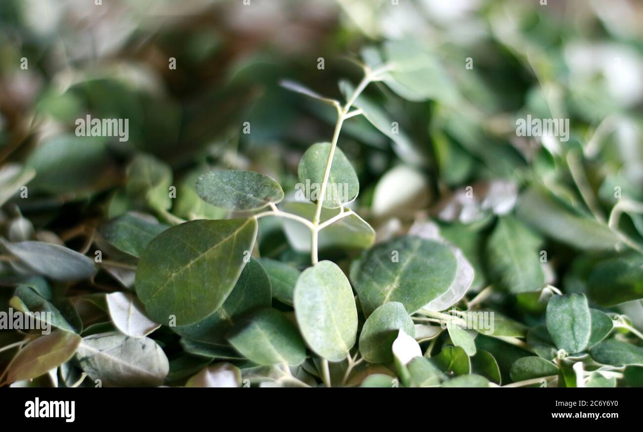 Kelor Blatt oder Moringa oleifera mit weißem Hintergrund. Stockfoto