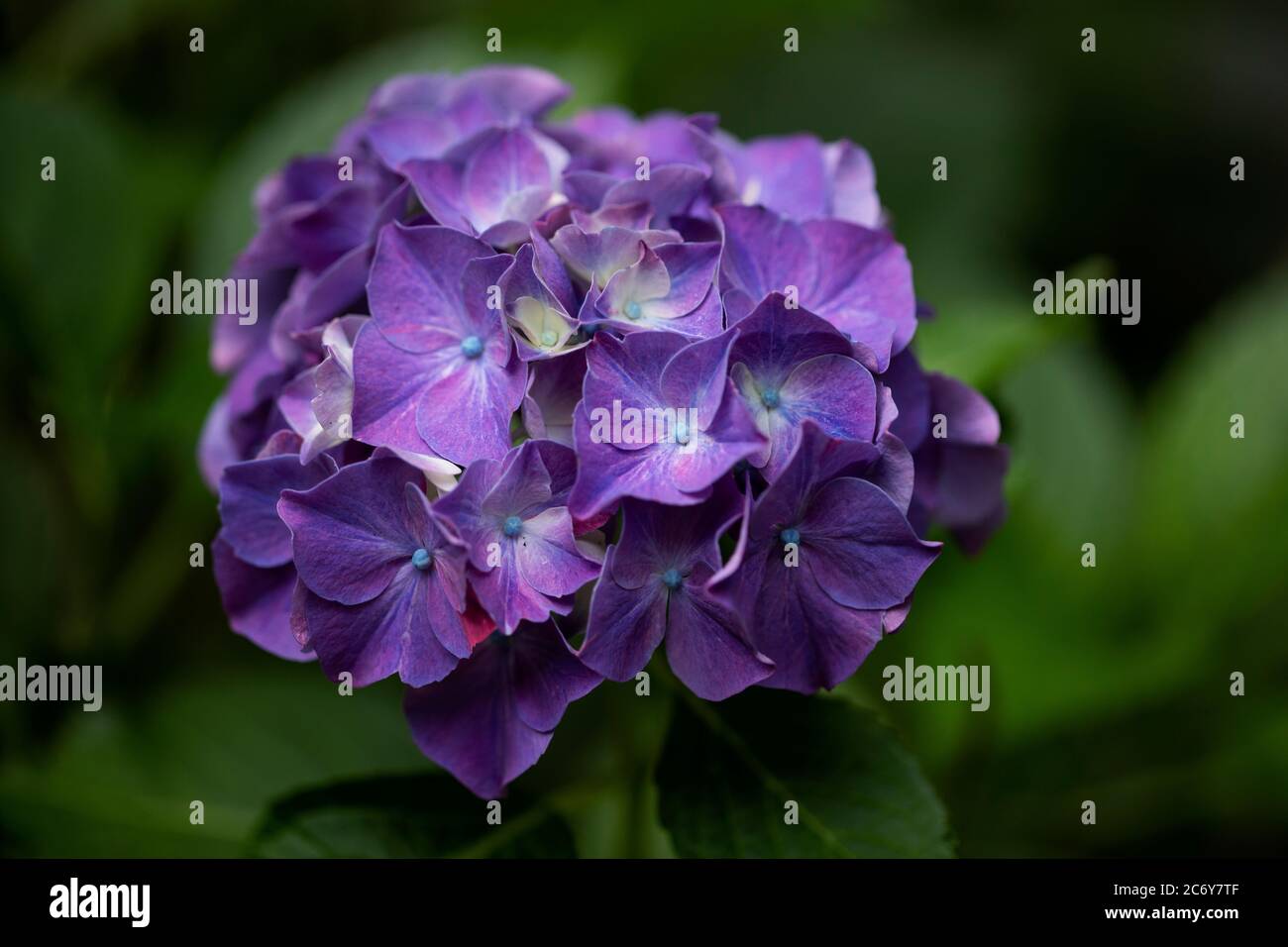 Eine violette Hortensia macrophylla in Familie Hortensiaceae, blüht in einem Sommergarten in Massachusetts. Saure Böden produzieren mehr blaue oder violette Blüten. Stockfoto