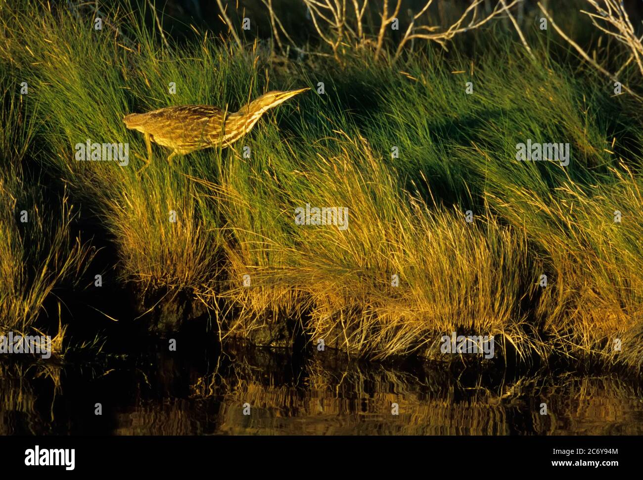 Amerikanische Rohrdommel Stockfoto