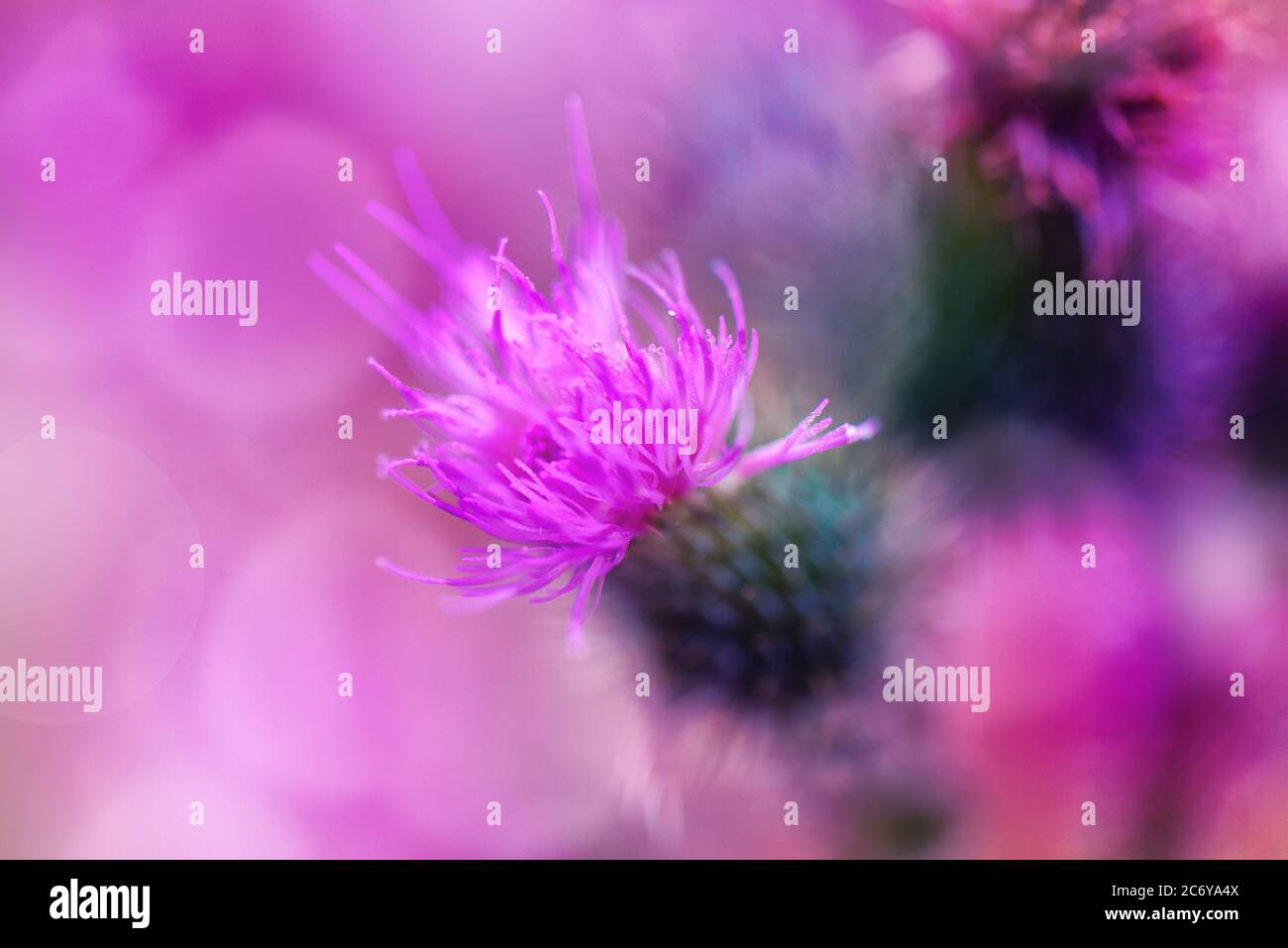 Floraler Hintergrund. Dornige Distelblüte in der Morgensonne. Nahaufnahme. Natur. Stockfoto