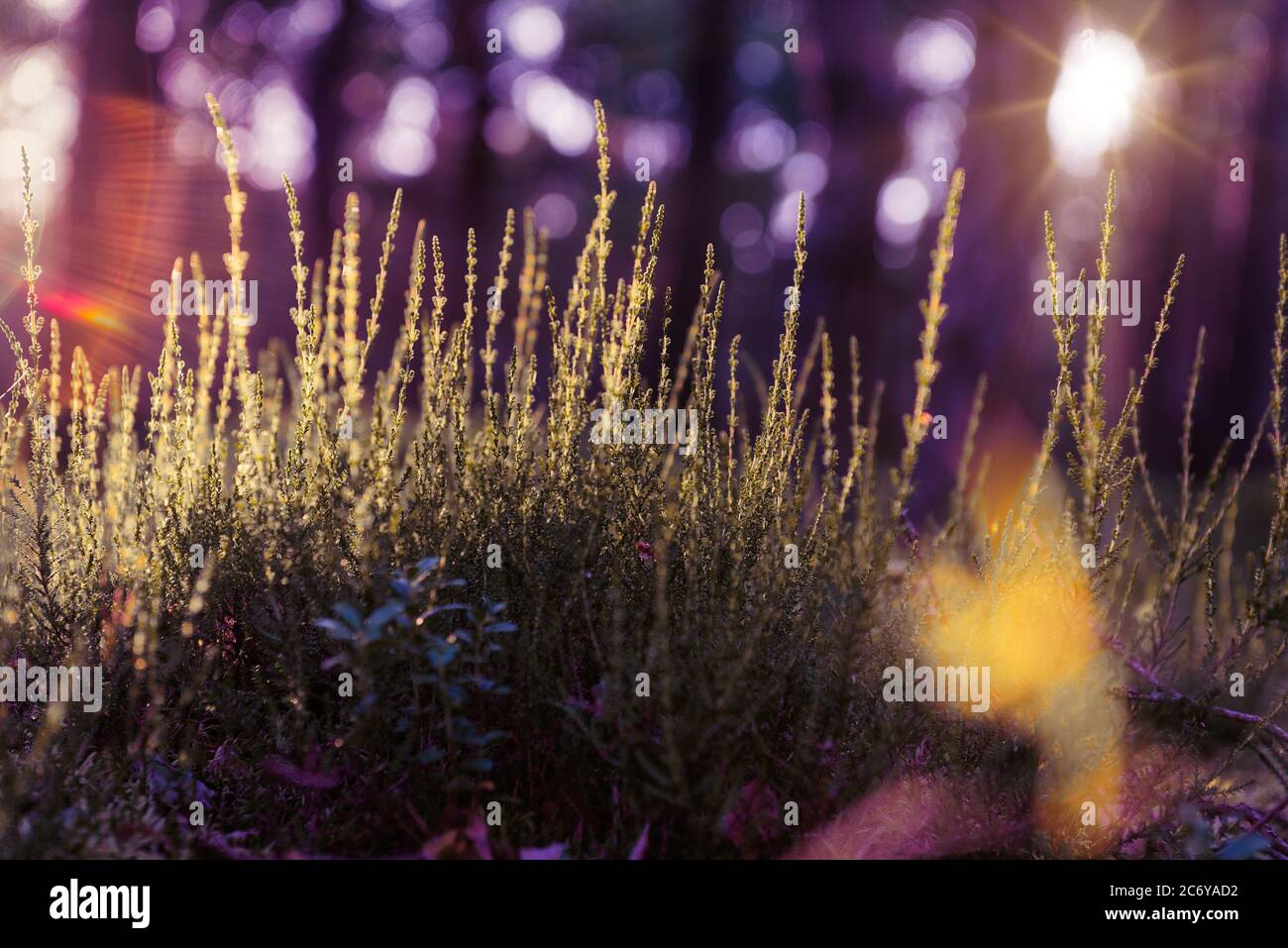 Abstraktes verträumtes Foto von Sommerwaldwiese. Gras und Sträucher leuchten im Abendlicht. Natur Hintergrund. Stockfoto