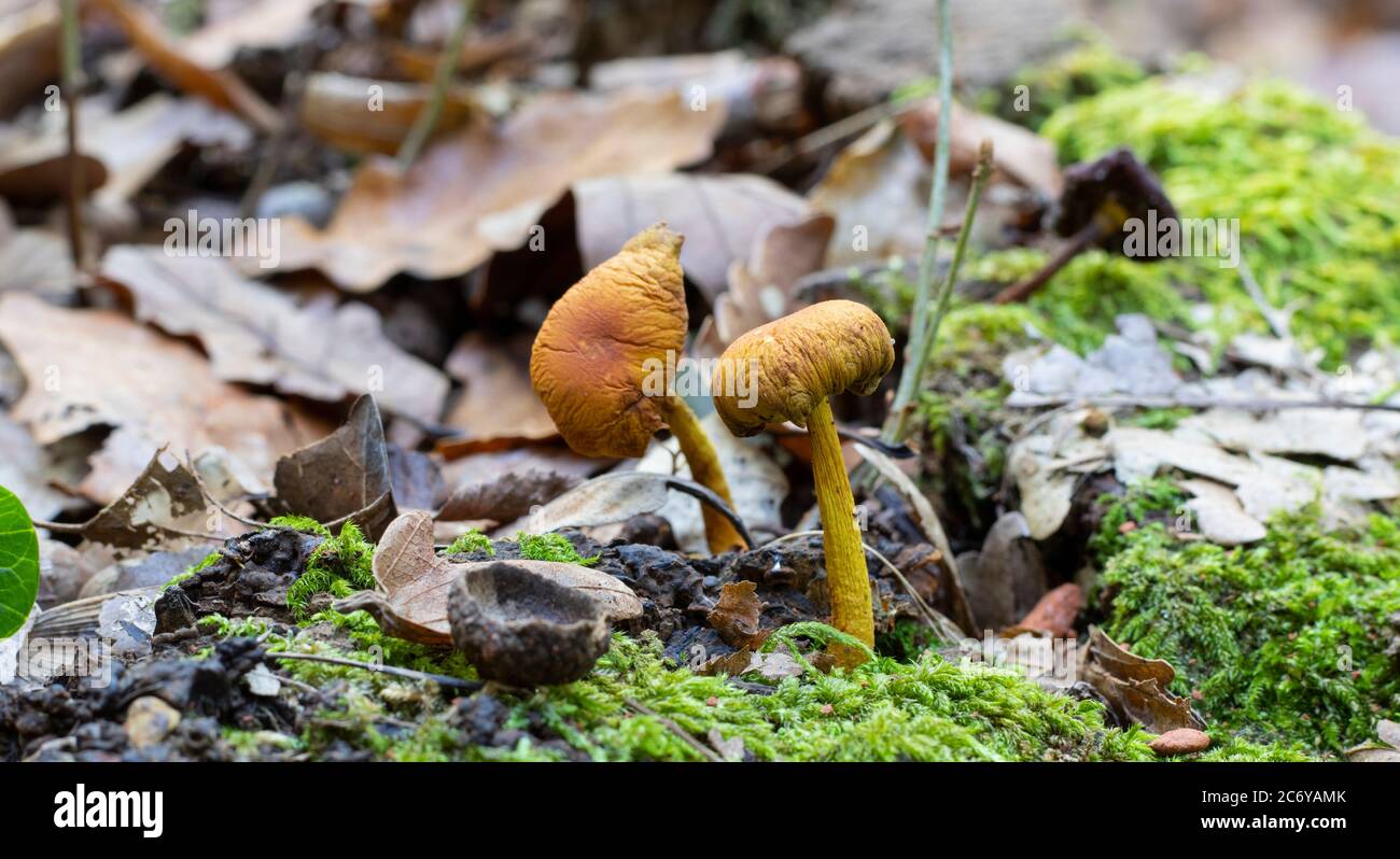 Pilze wachsen unter getrockneten Eichenblättern im Wald. Stockfoto