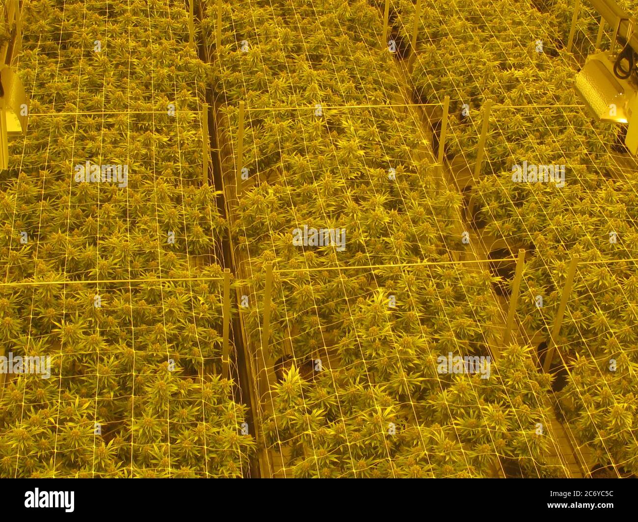 Anbau von medizinischem Marihuana in kontrollierten Labors im Boden unter Licht Stockfoto