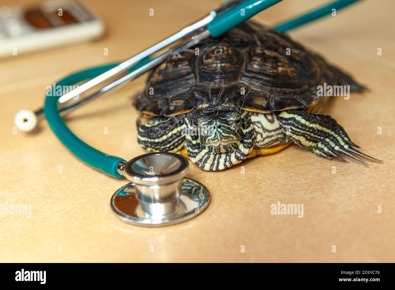 Stethoskop und Rotohrschildkröte. Konzept der Krankenversicherung Stockfoto