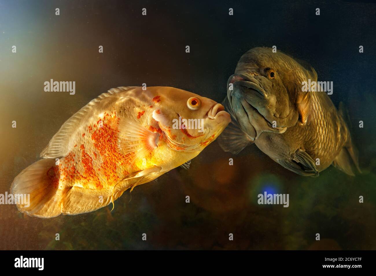 Traumhafte Unterwasserwelt im Aquarium. Große Süßwasserfische schwimmen im Aquarium. Stockfoto