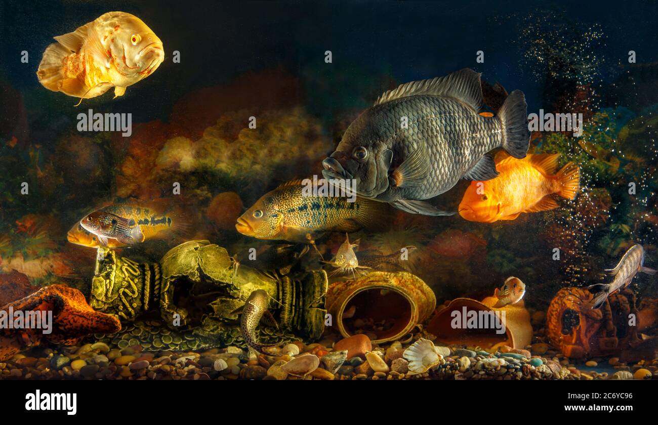 Traumhafte Unterwasserwelt im Aquarium. Große Süßwasserfische schwimmen im Aquarium. Stockfoto