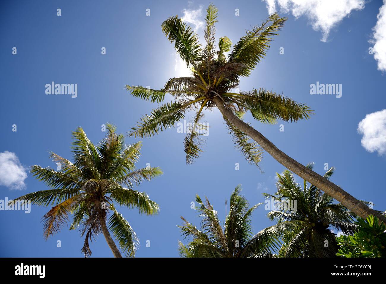 Kokospalmen mit blauem Himmel und Wolken auf den Marianen, Mikronesien Stockfoto