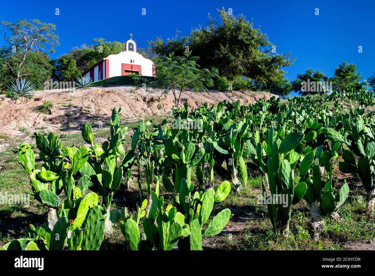 Kaktus und Kapelle in der Hacienda La Martina bei La Noria, Sinaloa, Mexiko. Stockfoto