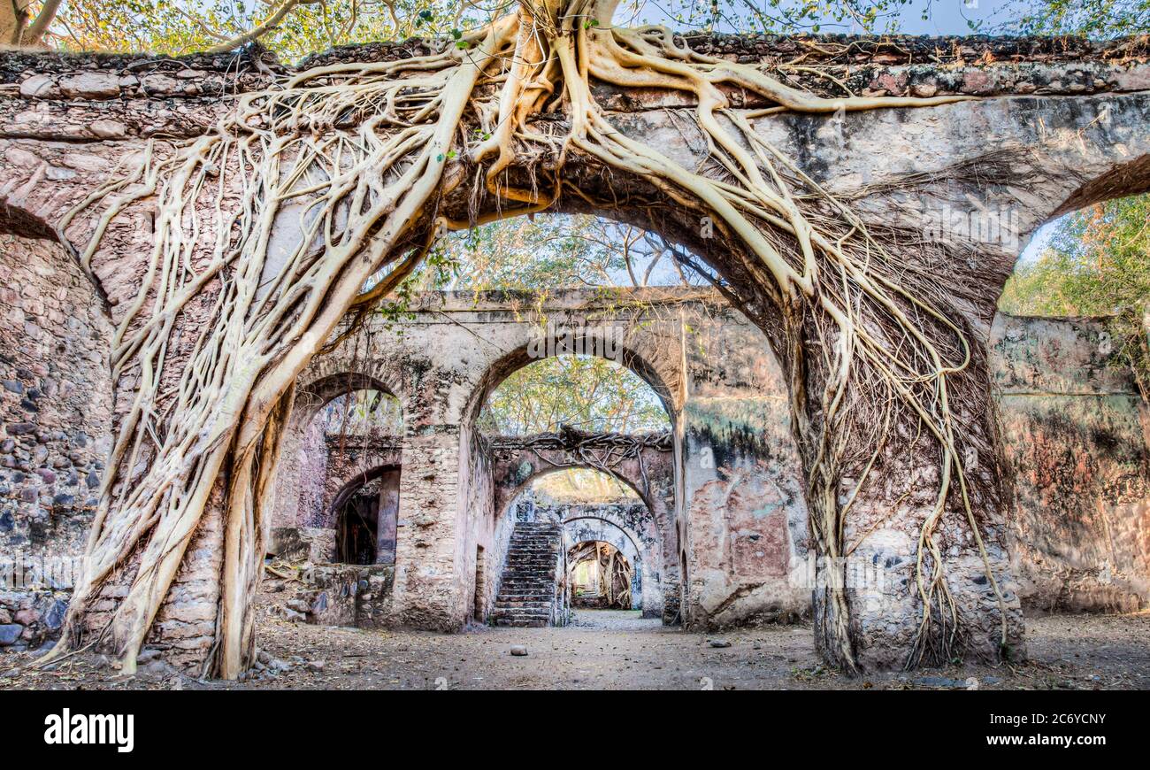 Wurzelbedeckte Bögen an der San Jacinto ex hacienda in Morelos, Mexiko. Stockfoto