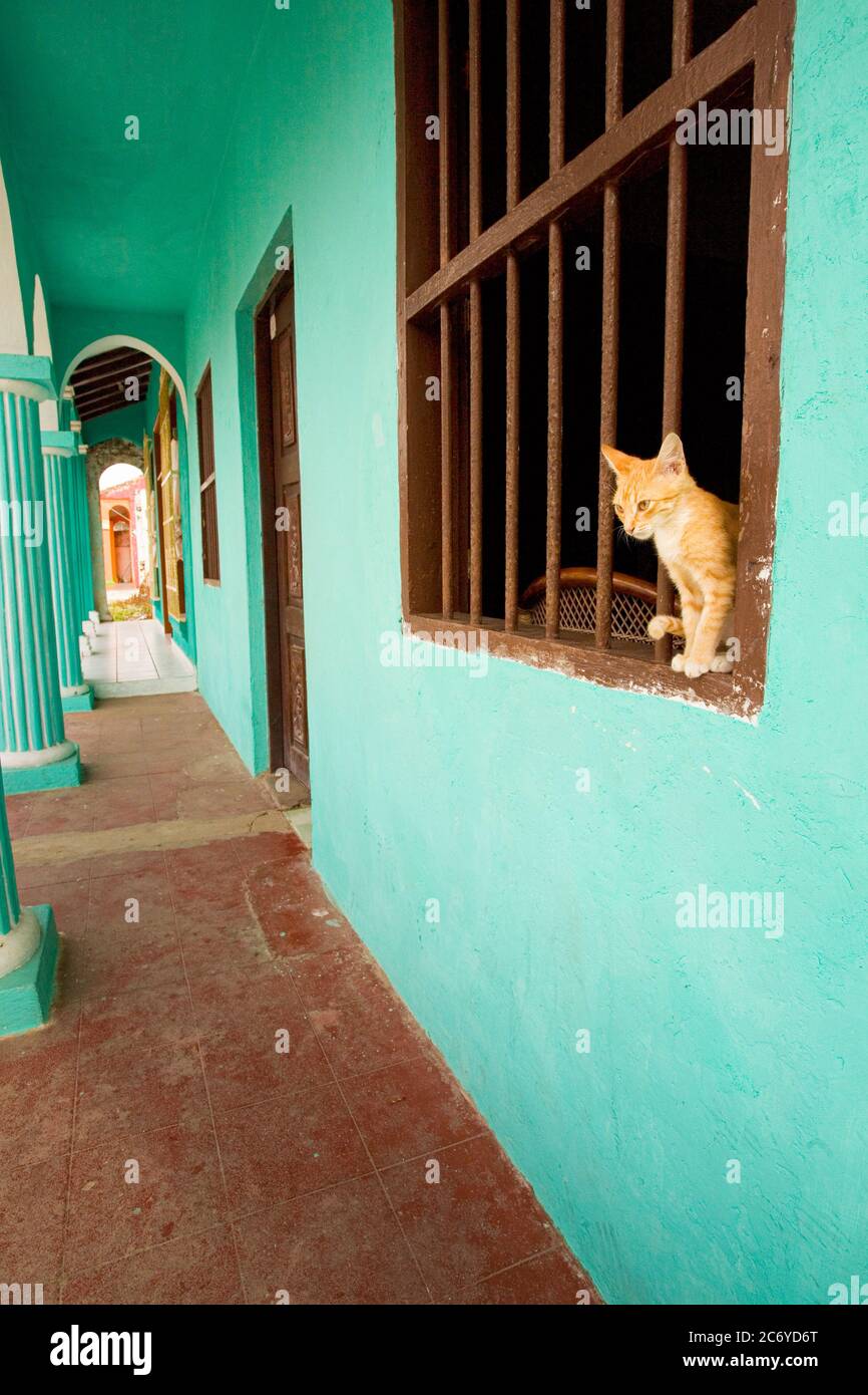 Eine Katze im Fenster eines grünen Hauses in Tlacotalpan, Veracruz, Mexiko. Stockfoto