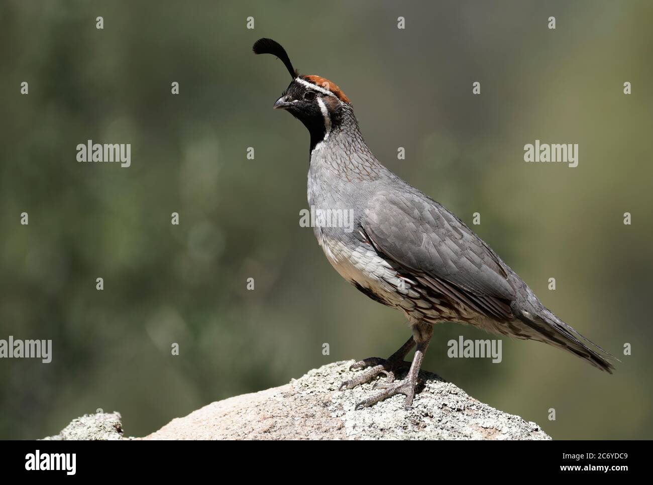 Ein männlicher Gambel's Quail findet einen Höhepunkt, um zu beobachten, wie seine Familie isst. Stockfoto