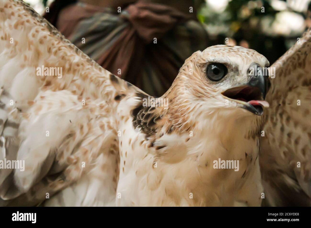 Ein Falke fliegt Stockfoto