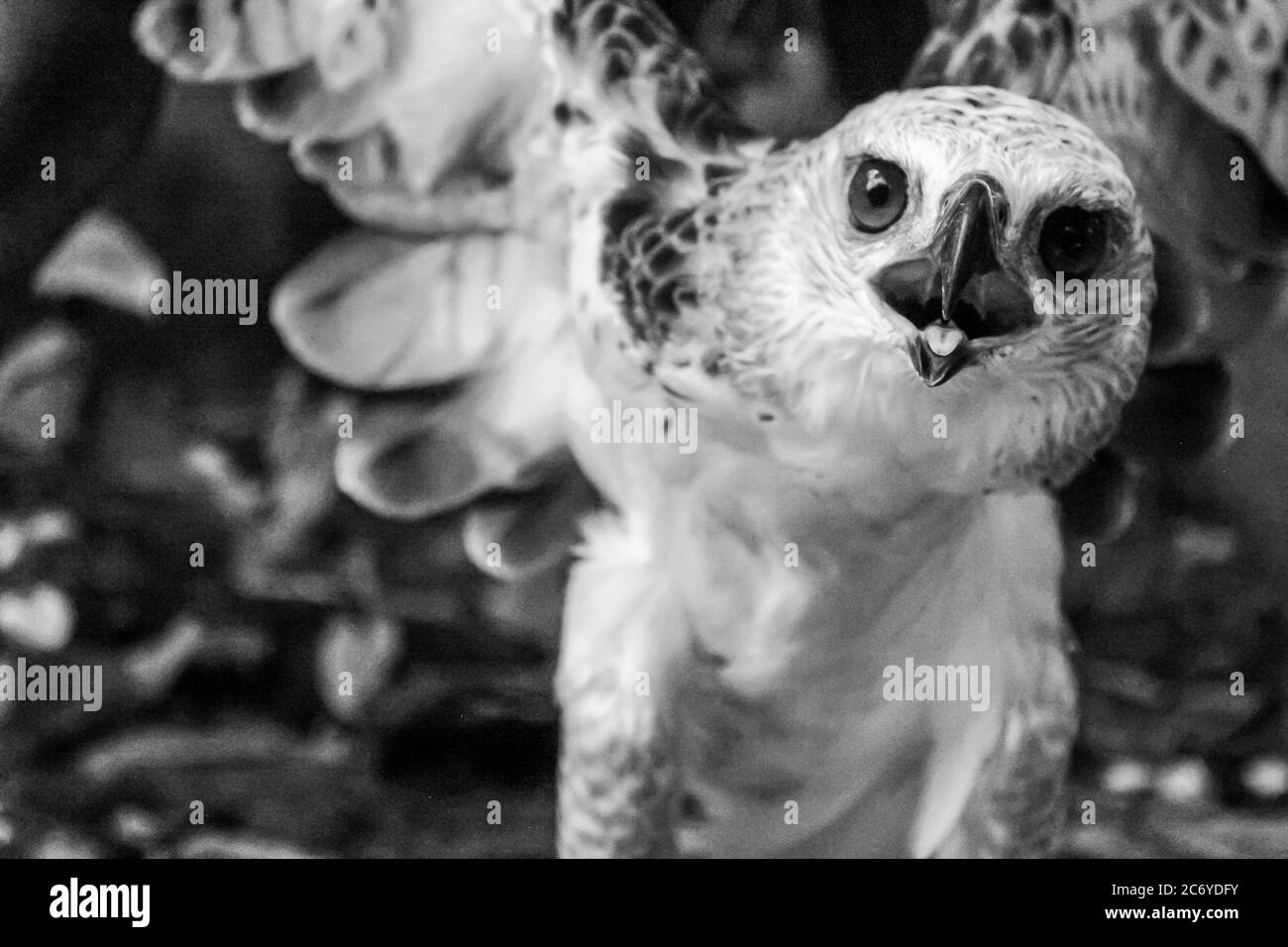 Ein schöner Falke, schwarz und weiß Stockfoto