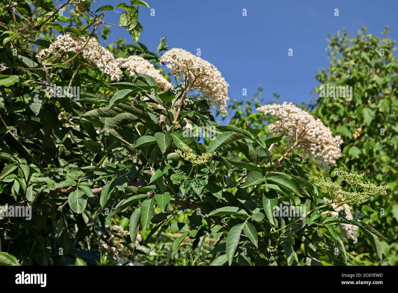 Sambucus nigra auch Holunder, Holunder, Schwarzelder genannt. Blumen werden in der Küche und in der traditionellen Medizin für Bronchitis, Husten, Erkältung, Grippe verwendet Stockfoto