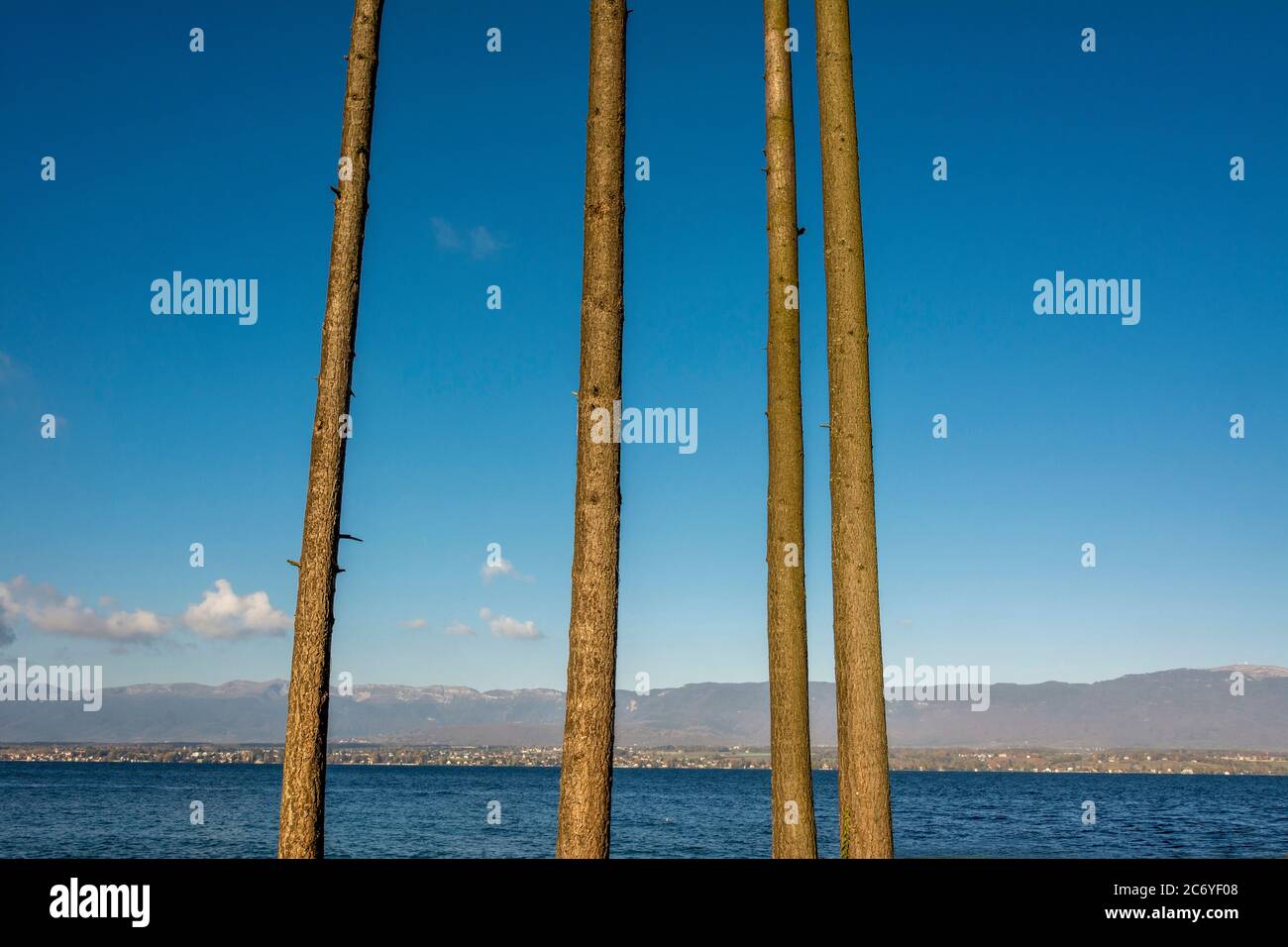 Bäume an der Promenade des Genfer Sees, französische Seite, vor dem Jura-Gebirge. Chens sur Leman in Haute Savoie. Auvergne Rhone Alpes. Frankreich Stockfoto