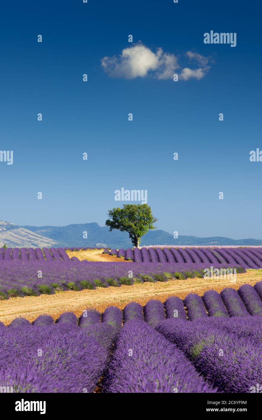 Lavendelfelder der Provence im Sommer mit Almong. Valensole Plateau, Alpes-de-Haute-Provence, Europäische Alpen, Frankreich Stockfoto