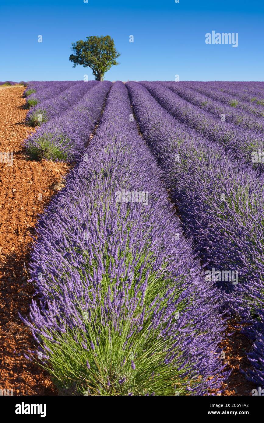 Lavendelfelder der Provence im Sommer mit Almong. Valensole Plateau, Alpes-de-Haute-Provence, Europäische Alpen, Frankreich Stockfoto