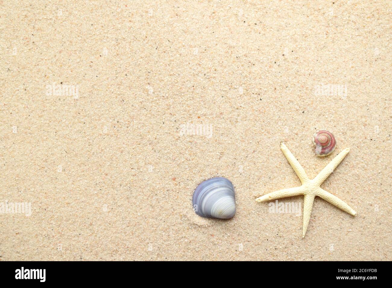 Draufsicht auf Seesterne und Muscheln auf glatter Sandfläche Stockfoto