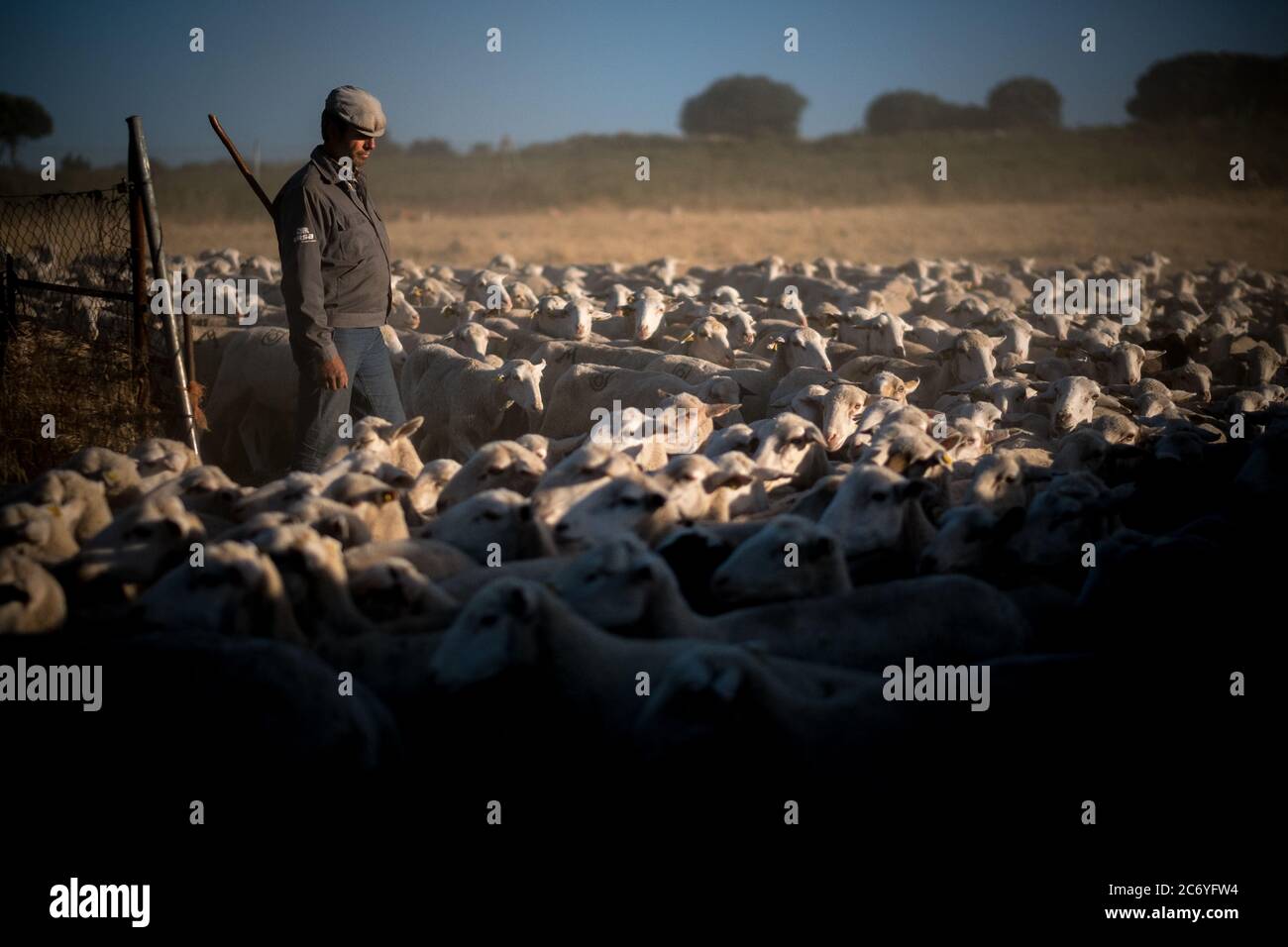 Juan Ahufinger releases die Schafe aus dem geschlossenen fens am nächsten Morgen in der Nacht Camp in der Nähe von Mota de Altarejos, Spanien. Datum: 23-06-2016. Fotograf: Xabier Mikel Laburu. Juan, Ho ist leidenschaftlich über die Spanische brave Vieh, erbte eine Herde von etwa 800 Schafen, als sein Schwiegervater vor einigen Jahren zurückgezogen. Juan ist von deutscher Abstammung, seinen Namen Ahufingher kommt aus, wenn einer seiner Vorfahren kamen in der LED-Minen auf dem XIX Jahrhundert zu arbeiten. Die Region um La Carolina wurden die bedeutende Miner Hersteller von im XIX Jahrhundert geführt und dies brachte viele internationale Unternehmen an i Stockfoto