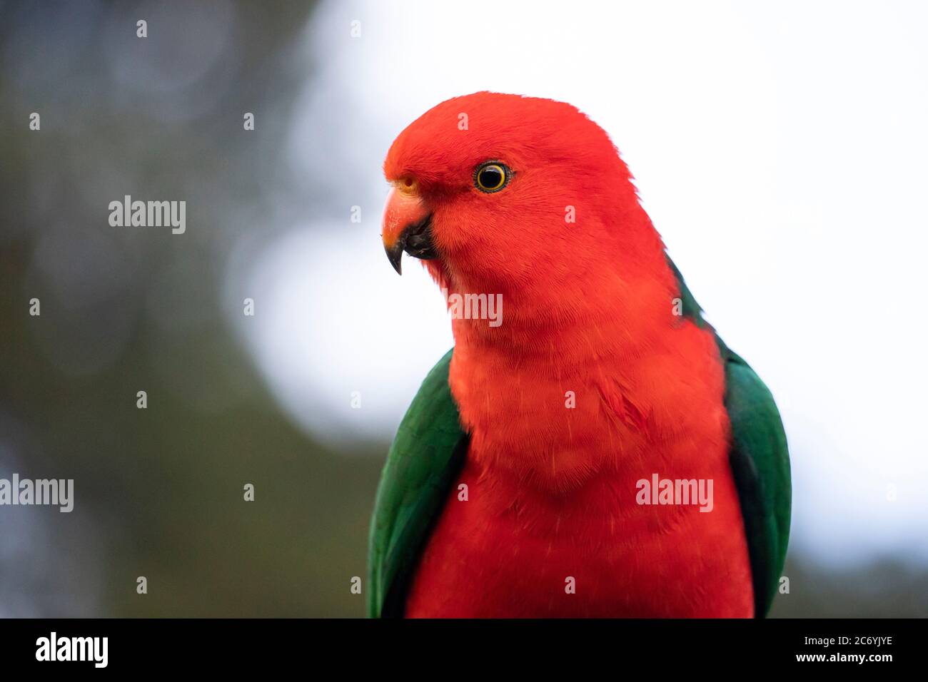 Ein Erwachsenen König Papagei Porträt Stockfoto