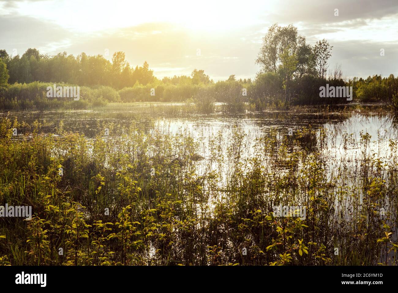 Sonniger Abend und Teich mit Pflanzen. Russische Natur. Stockfoto