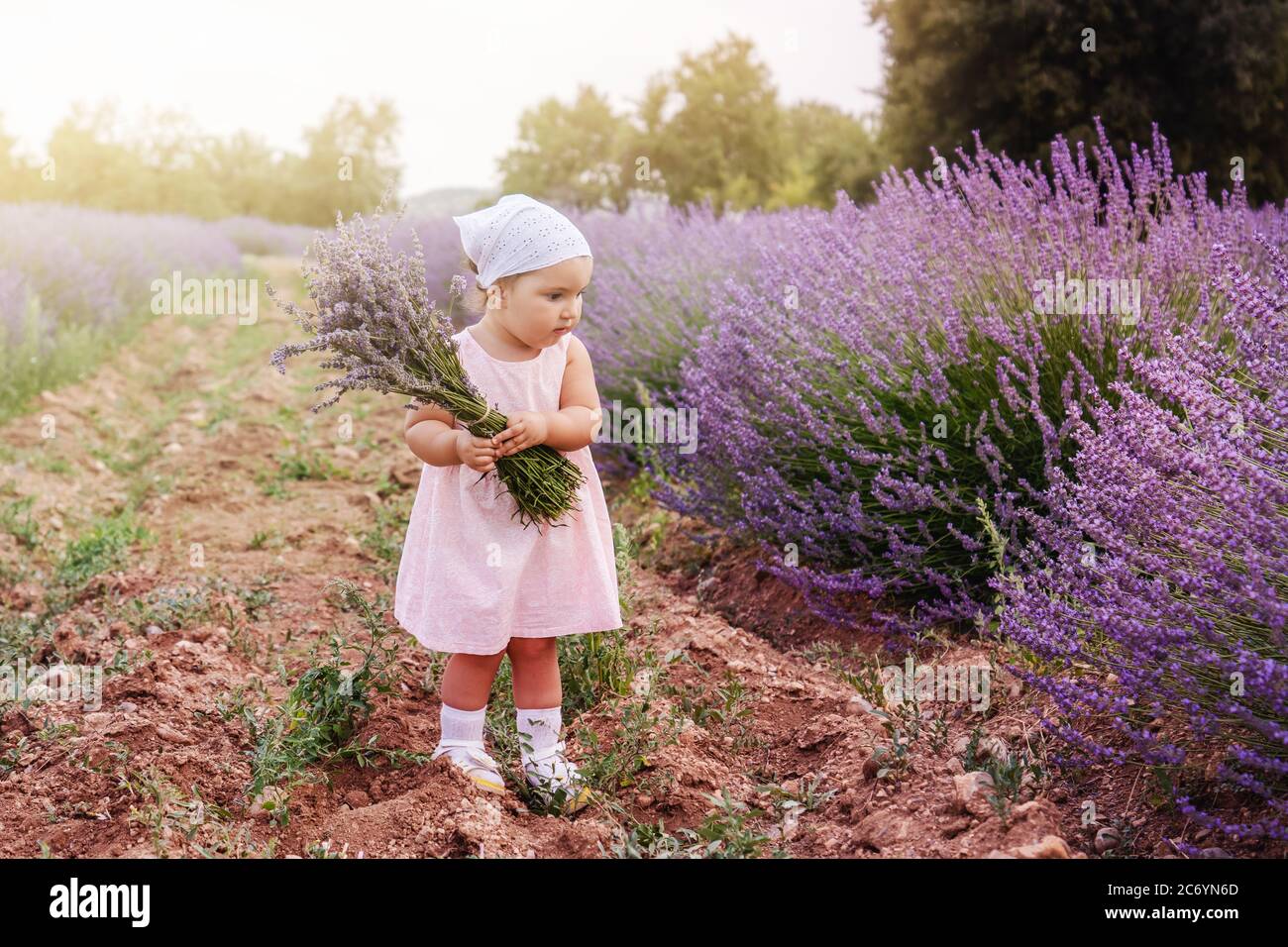 Ein Baby Mädchen, das mit Neugier sucht und Blumenstrauß auf ihren Händen auf einem ländlichen Blumenfeld mit Lavendelblüten hält. Hochwertige Fotos Stockfoto