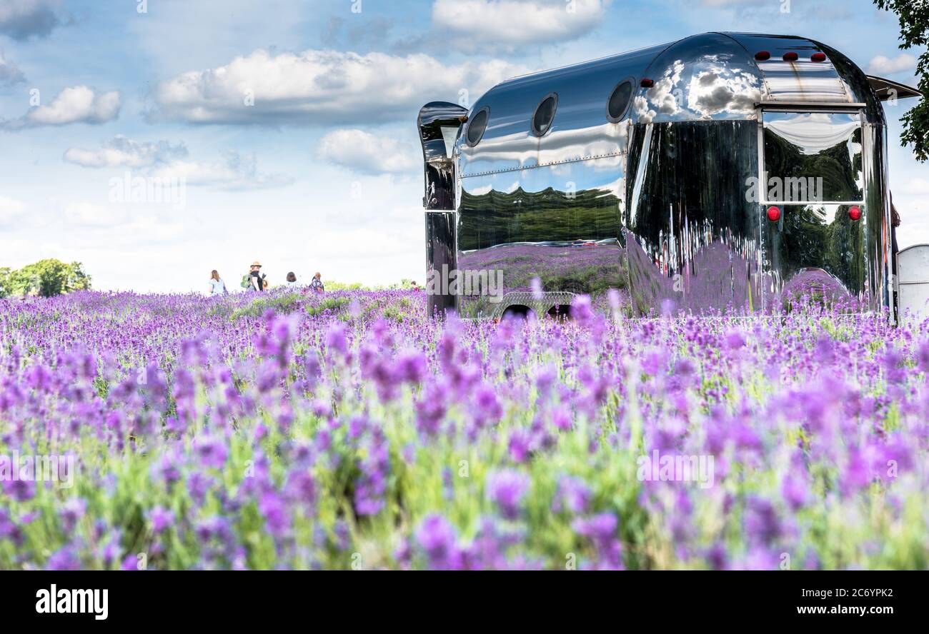 Lavendelfarm Feld in Süd-London Stockfoto