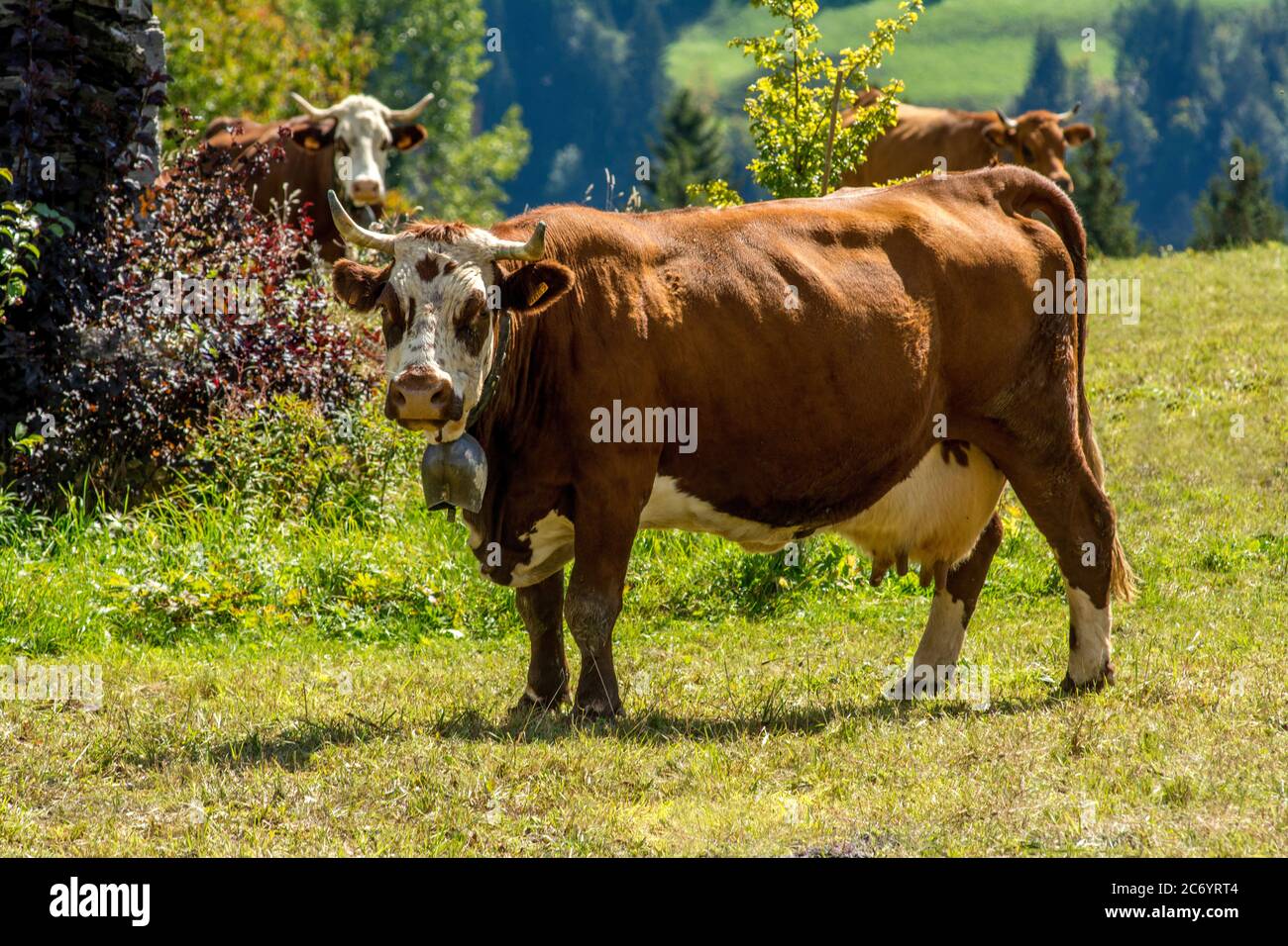 Abondance Kühe in den französischen Alpen, Savoie, Auvergne Rhone Alpes, Frankreich Stockfoto
